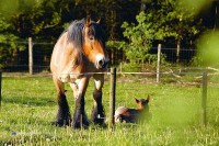 Bauernhof Campingplatz in Holland